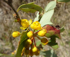 Berberis asiatica