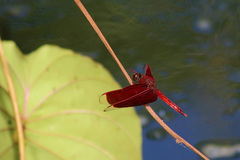 Neurothemis ramburii