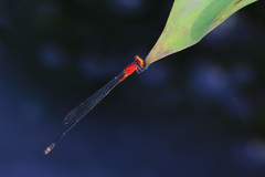 Pseudagrion ustum