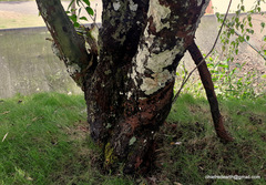 Diospyros nigra