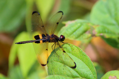 Rhyothemis phyllis obscura