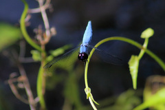 Brachydiplax duivenbodei