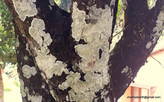 Diospyros nigra