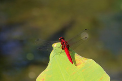 Rhodothemis nigripes