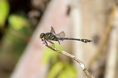 Ictinogomphus lieftincki