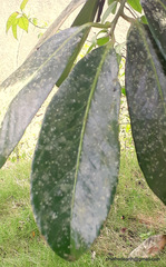 Diospyros nigra