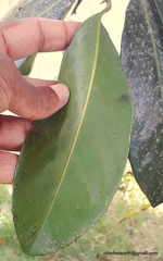 Diospyros nigra