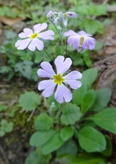 Primula malacoides