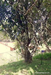 Diospyros nigra