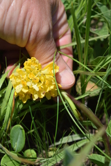 Eulophia leontoglossa