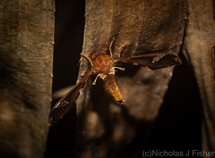 Nycterimorpha speiseri