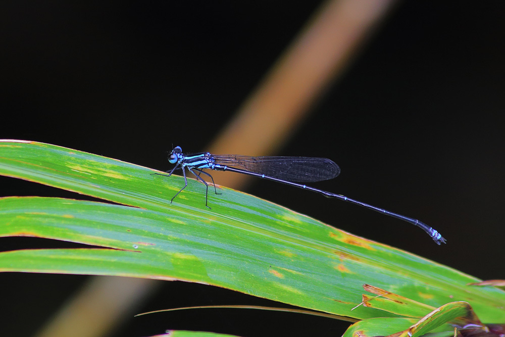 Palaiargia