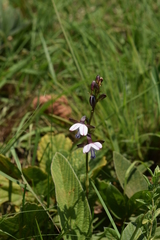 Eulophia zeyheriana