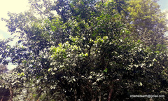 Diospyros nigra