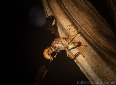 Nycterimorpha speiseri