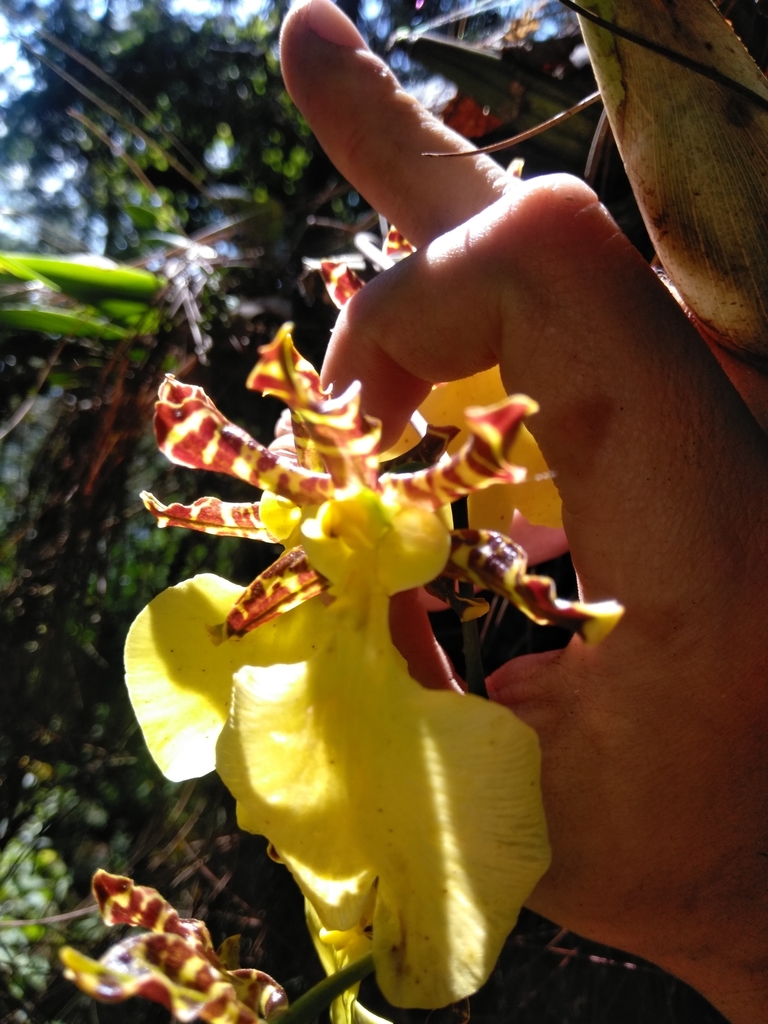 Oncidium tigrinum