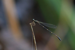 Drepanosticta sembilanensis