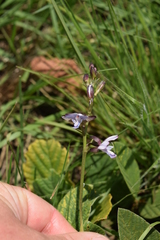 Eulophia zeyheriana