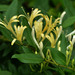 Japanese Honeysuckle - Photo (c) Cerlin Ng, some rights reserved (CC BY-NC-ND)