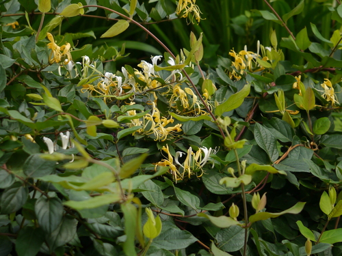 Lonicera japonica