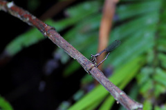 Drepanosticta sembilanensis