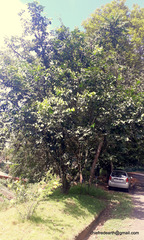 Diospyros nigra