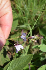 Eulophia zeyheriana