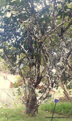 Diospyros nigra