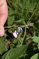 Eulophia zeyheriana