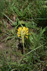 Eulophia leontoglossa