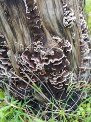 Gloeophyllum sepiarium