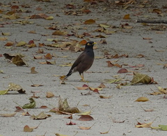 Acridotheres tristis