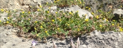 Medicago coronata