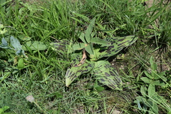 Ledebouria floribunda