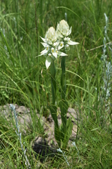 Satyrium trinerve