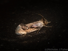 Machetis serpentigera