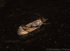 Machetis serpentigera