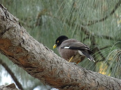 Acridotheres tristis