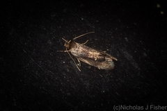Machetis serpentigera