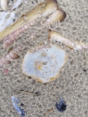 Liocarcinus holsatus