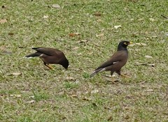 Acridotheres tristis