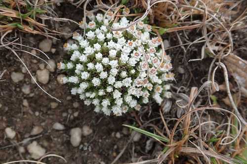 Image of Helichrysum caespititium by no rights reserved