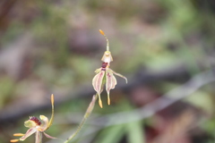 Caladenia plicata