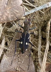 Euryarthron bennigseni