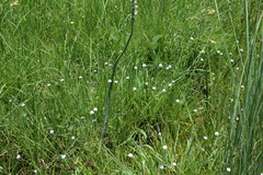 Eriocaulon dregei