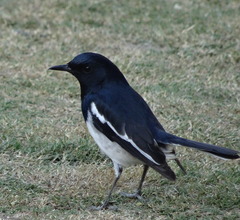 Copsychus saularis