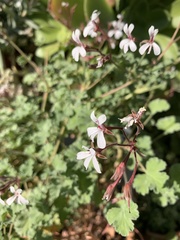 Pelargonium fragrans
