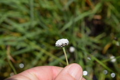 Eriocaulon dregei