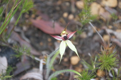 Caladenia macrostylis