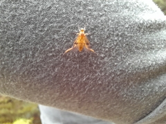 Trichacantha atranupta